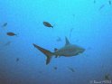 DSC09232 - 050330 - Habili ALi - Requin